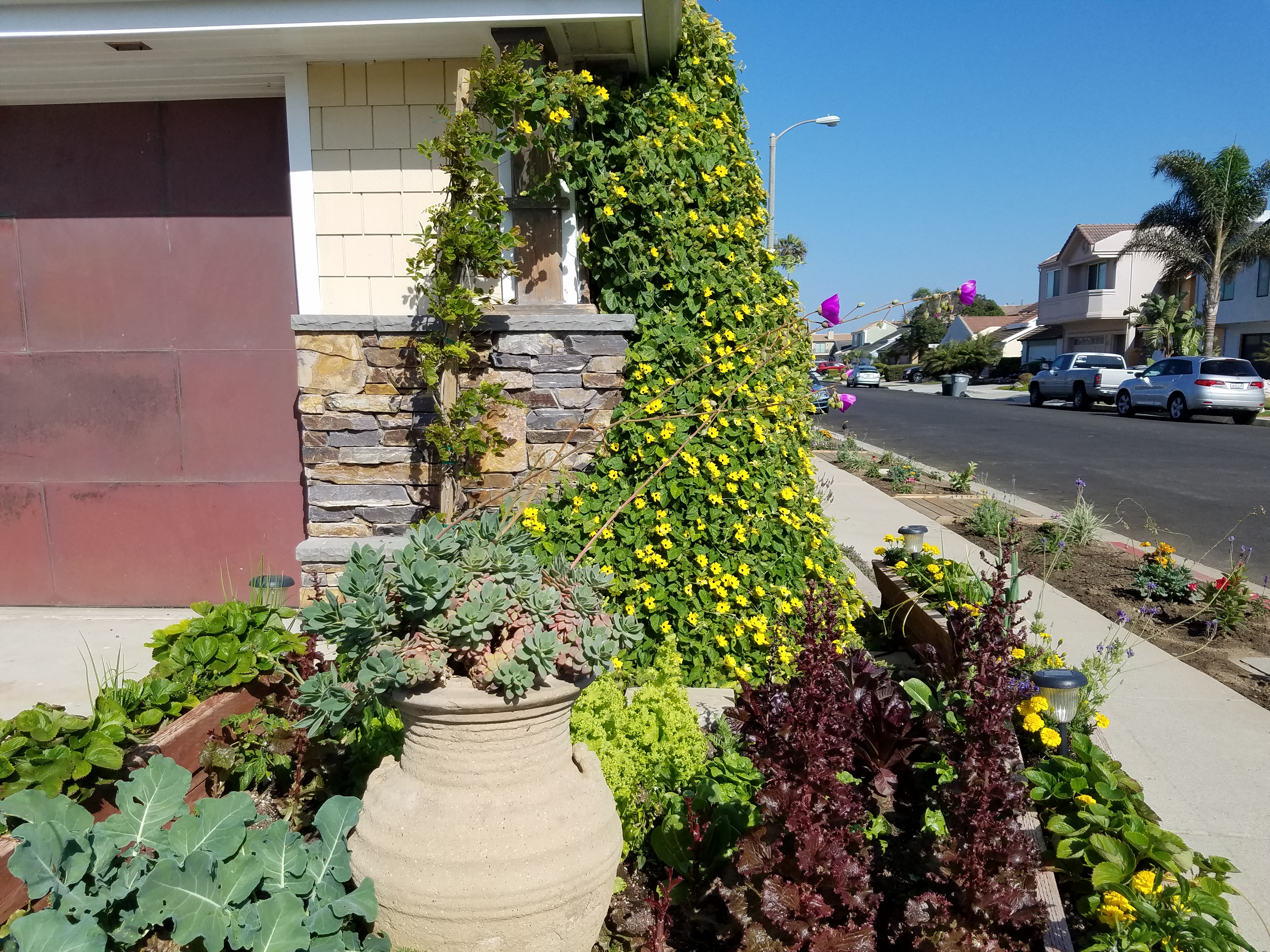 Drought Tolerant Garden