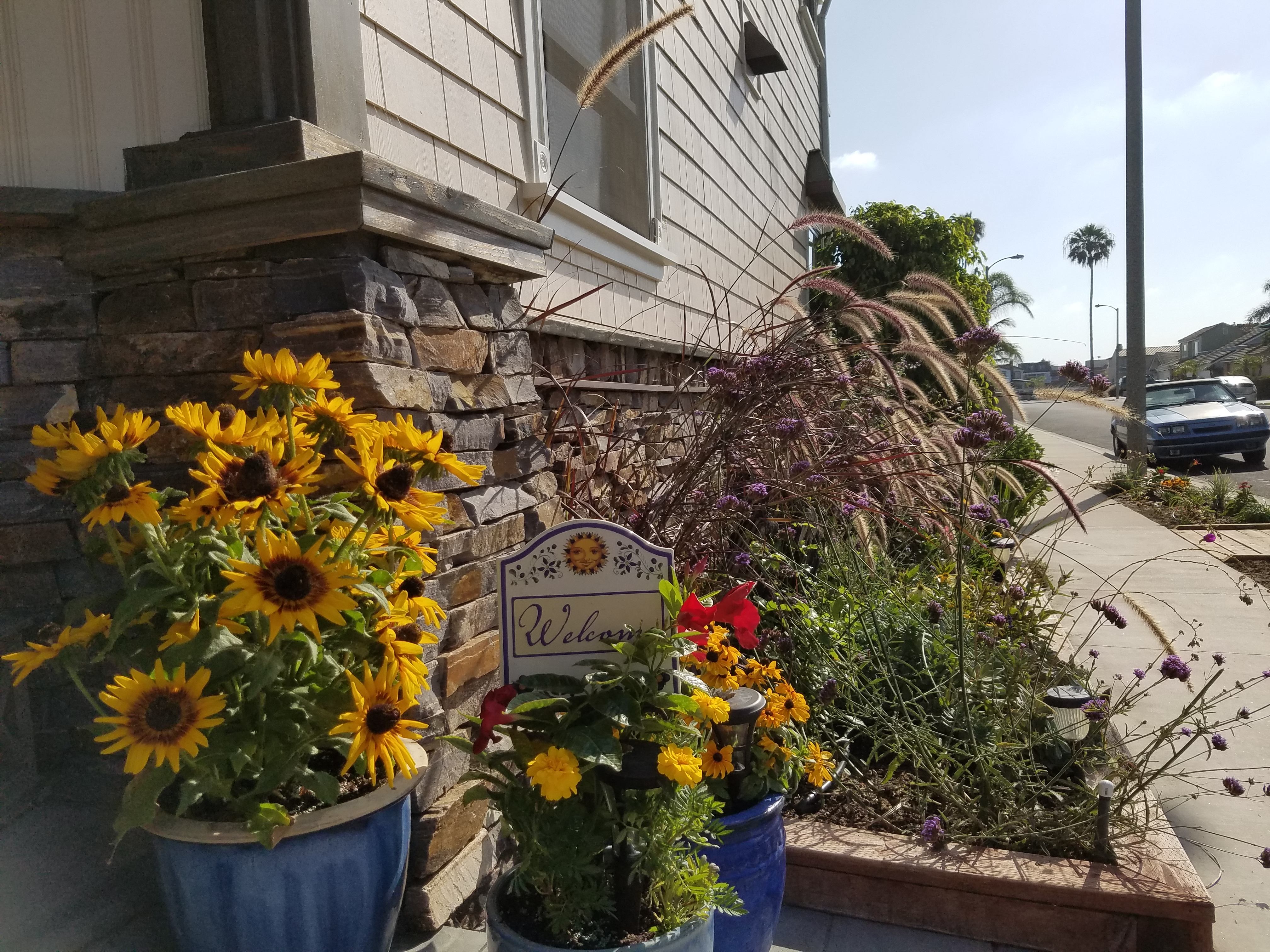 Drought Tolerant Garden