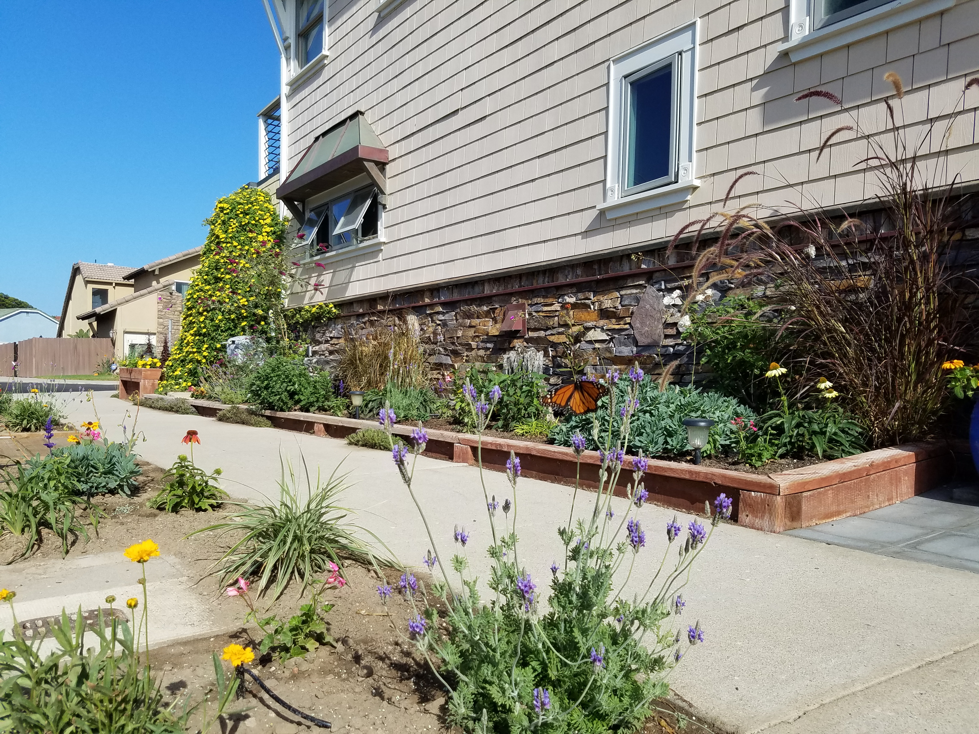 Drought Tolerant Garden